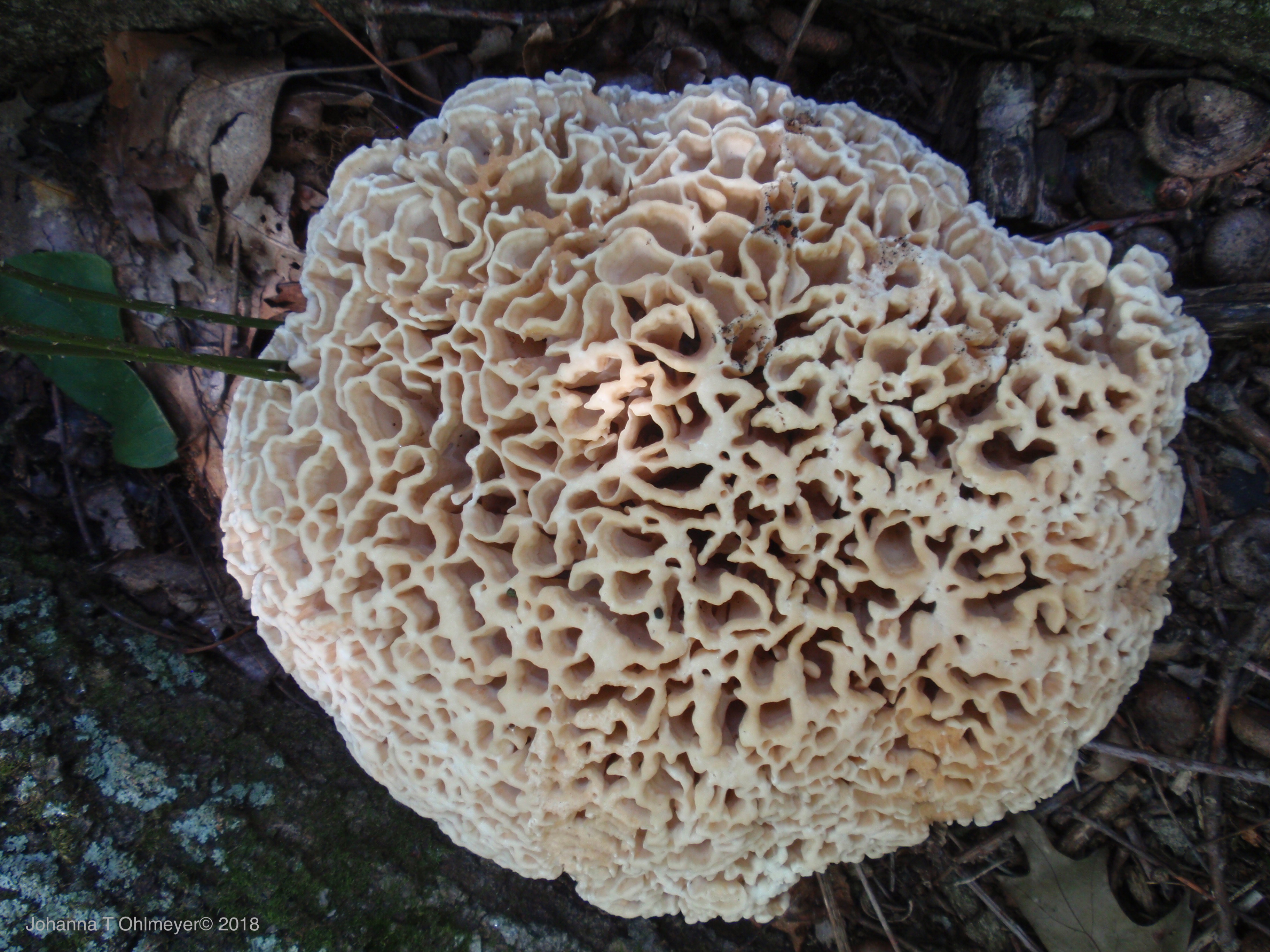 Mushrooms Cells at Matthew Lawrence blog